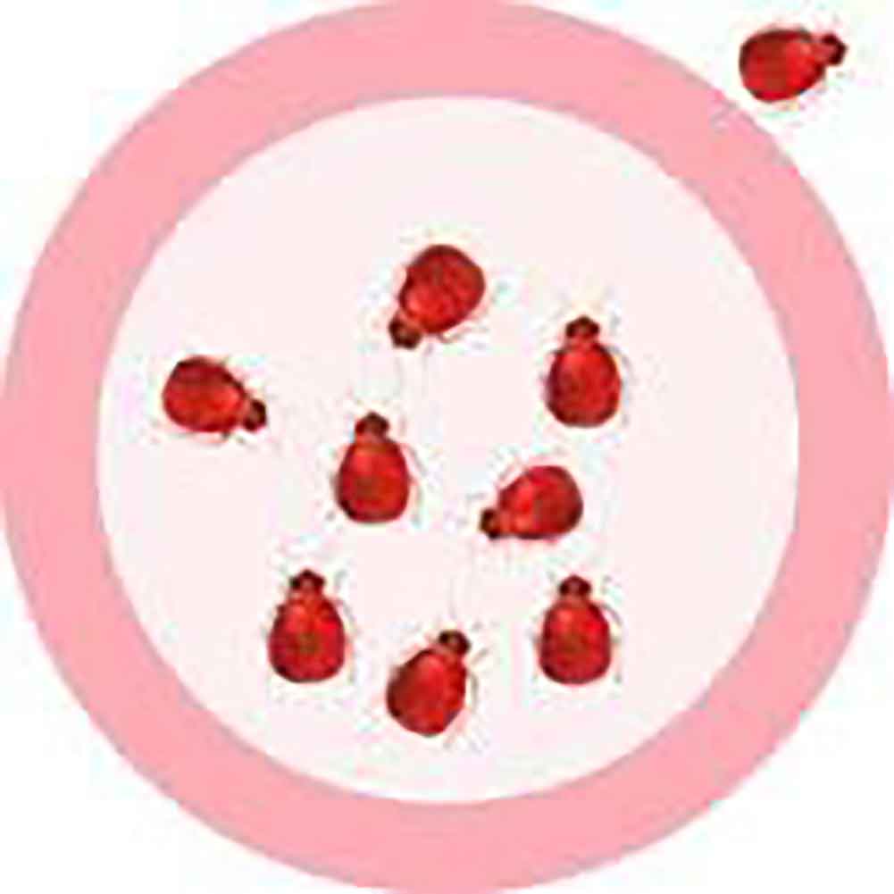 Giant Microbes Plush - Bed Bug (Cimex Lectularius) the real thing