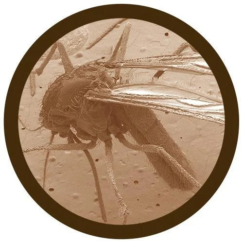 Giant Microbes Plush - Mosquito - Culex-Pipiens the real thing