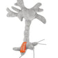 GIANTmicrobes - Brain Cell (Neuron)
