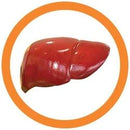 GIANTmicrobes - Liver (Keychain)