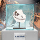 Giant Microbes Plush - T.rex Skull museum