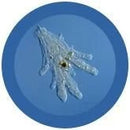 Giant Microbes Plush - Amoeba (Amoeba Proteus) the real thing