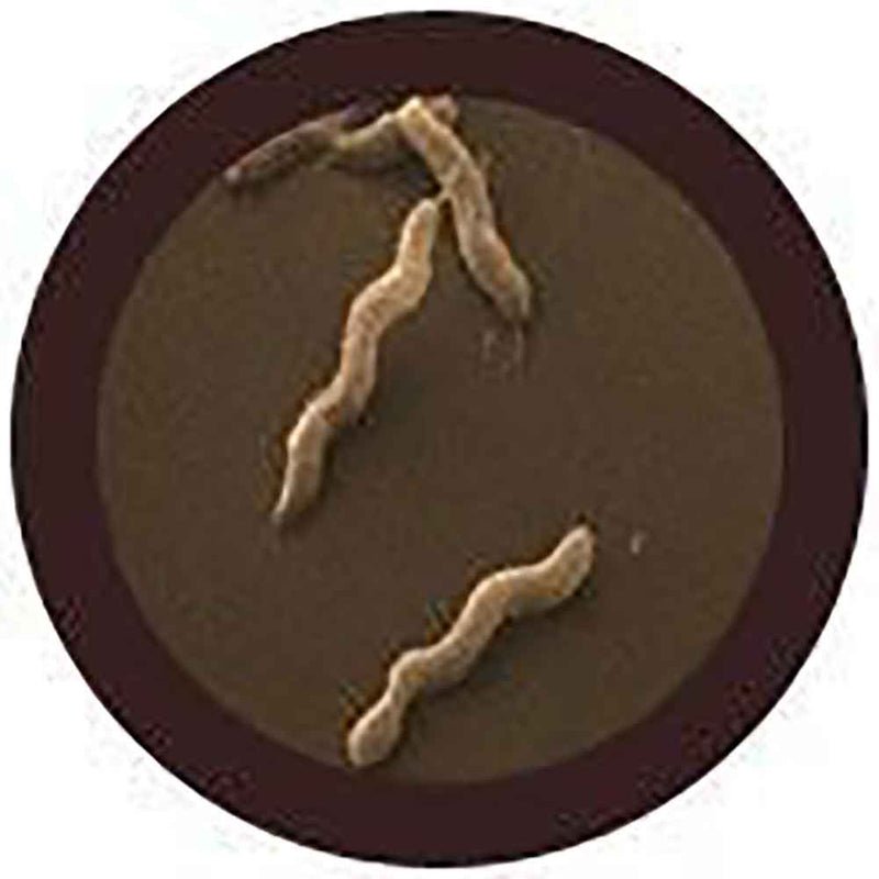 Giant Microbes Plush - Diarrhea (Campylobacter Jejuni) the real thing