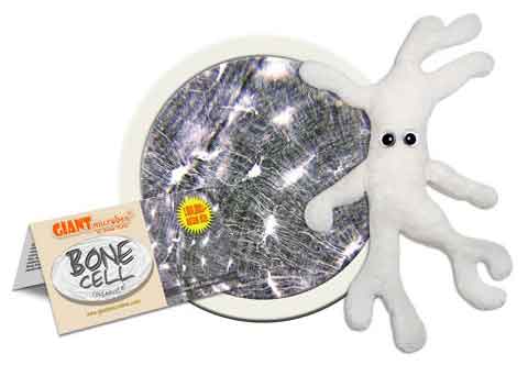 Giant Microbes Plush - Bone Cell (Osteocyte) close up