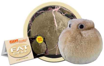 Giant Microbes Plush - Fat Cell (Adipocyte) close up