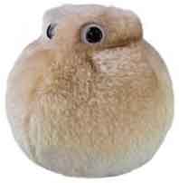 Giant Microbes Plush - Fat Cell (Adipocyte)