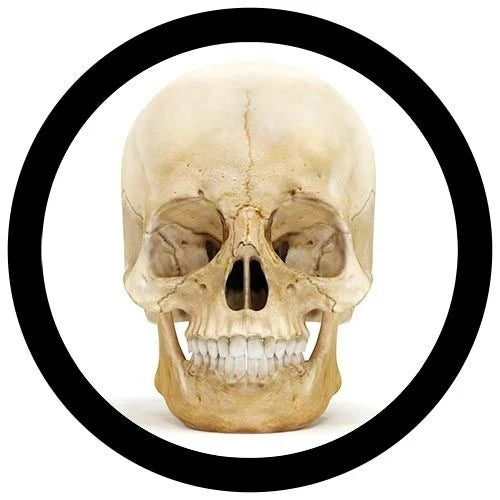 GIANTmicrobes Plush - Skull (Regular) the real thing