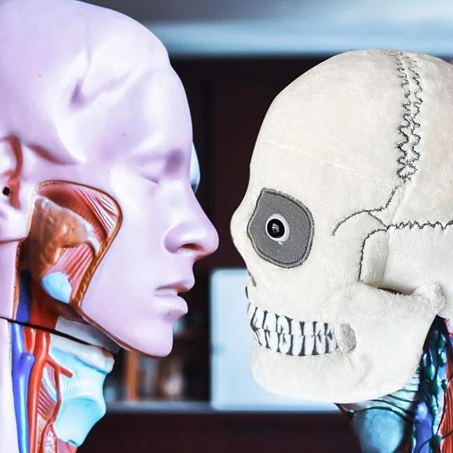GIANTmicrobes Plush - Skull (Regular) vs body