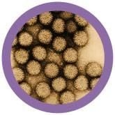 Giant Microbes Plush - Rotavirus nthe real thing