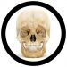GIANTmicrobes Plush - Skull Key Chain Close Up