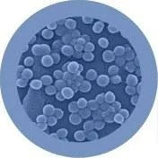 Giant Microbes Plush - Staph - Staphylococcus-Aureus the real thing