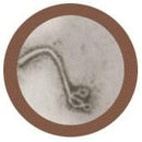 Giant Microbes Plush - Ebola (Ebola Virus) the real thing