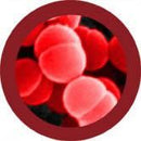 GIANTmicrobes Plush - Flesh Eating (Streptococcus Pyogenes) Close Up Front