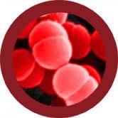 GIANTmicrobes Plush - Flesh Eating (Streptococcus Pyogenes) Close Up Front