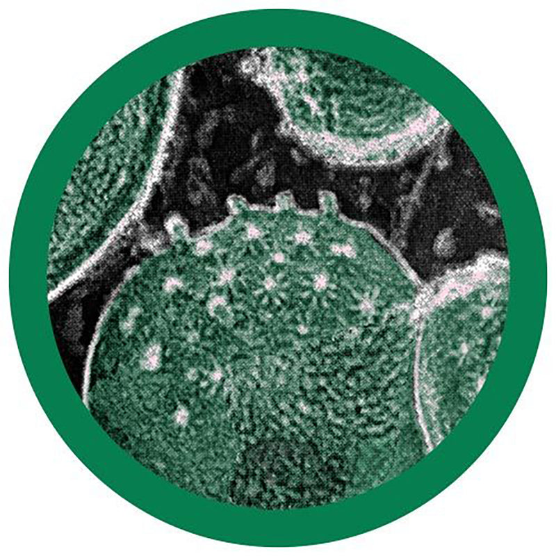 Giant Microbes Plush - Chlamydia (Chlamydia Trachomatis) the real thing